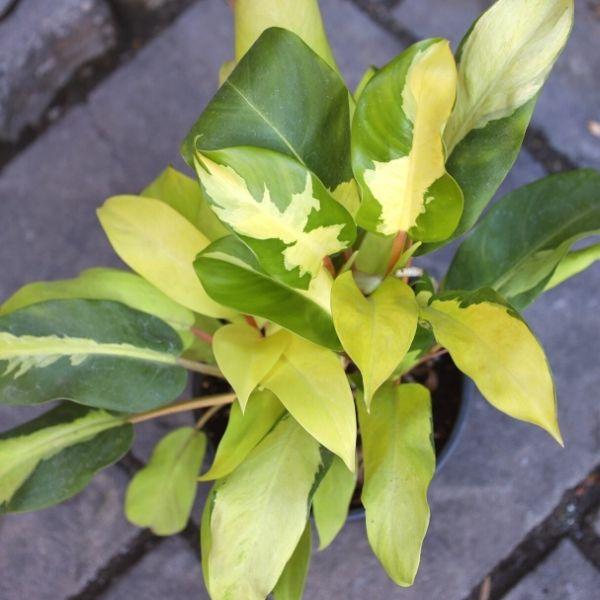 philodendron thai sunrise variegated Philodendron Thai Sunrise
