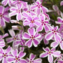 beautiful pink and white flowers of the Candy Stripe Creeping Phlox