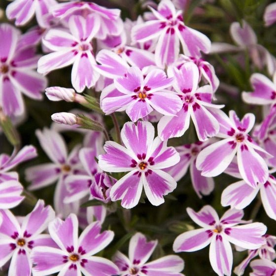 beautiful pink and white flowers of the Candy Stripe Creeping Phlox