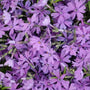 The Purple Beauty from above