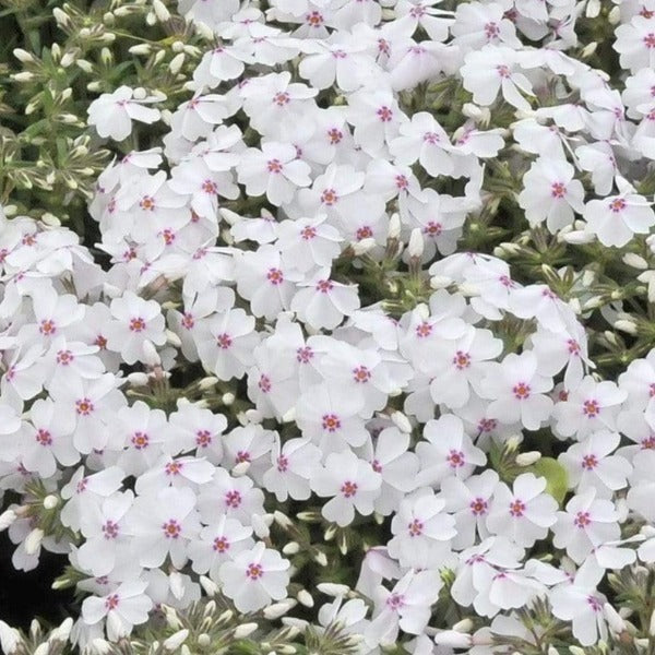 Amazing Grace Creeping Phlox for Sale | White Spring Flowering Mat