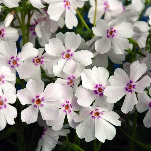 Amazing Grace Creeping Phlox for Sale | White Spring Flowering Mat