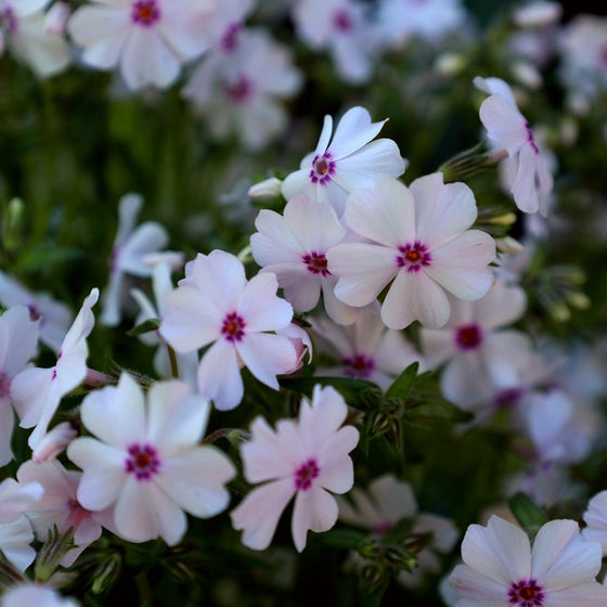 white creeping phlox