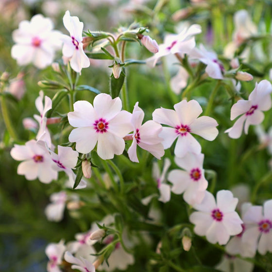 flowering groundcover phlox