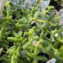 hair like foliage on the delosperma pickle plant succulent