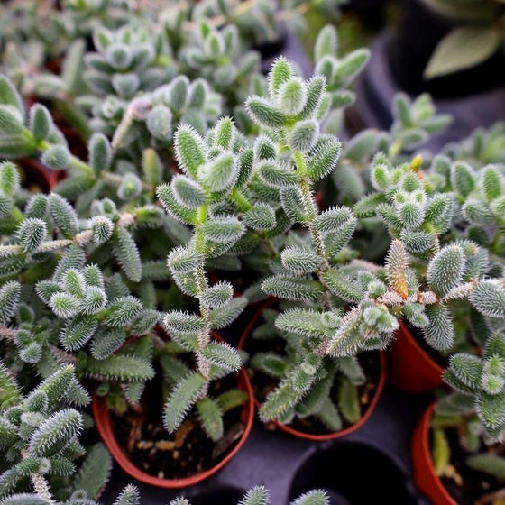 close up of delosperma echinatum plants yellow flower and green foliage