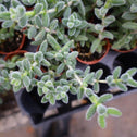 delosperma echinatum plant foliage close up in soil