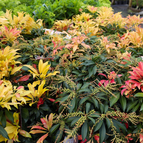stunning new fall interest shrub glowing hearts pieris
