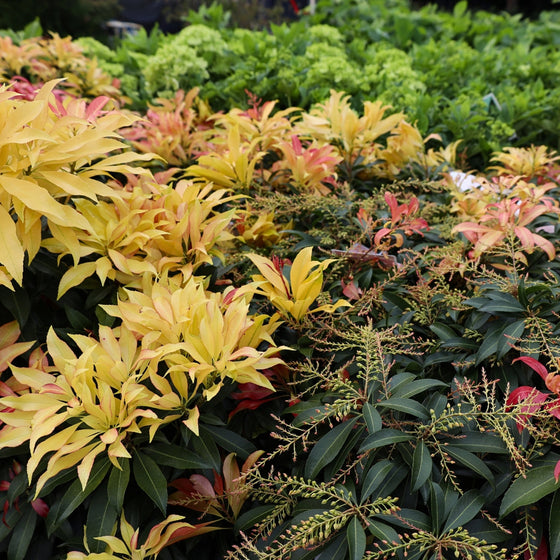 unconventional shrub for fall color