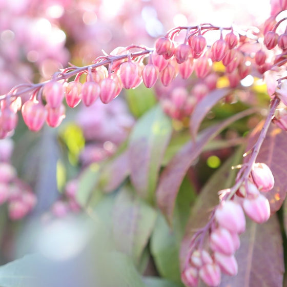 pieris katsura blooms in the sunshine