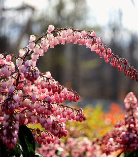 Pieris Katsura
