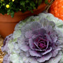 pigeon red kale