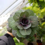 pigeon red flowering kale