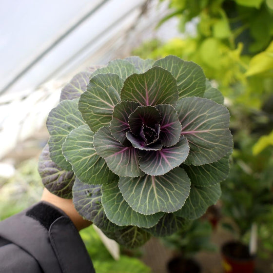 pigeon red flowering kale