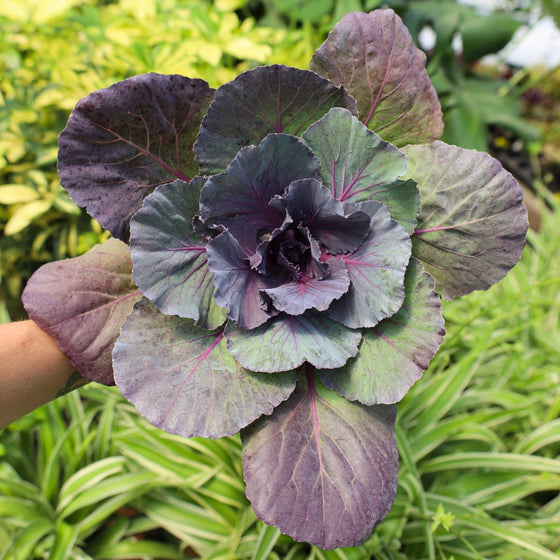 red kale