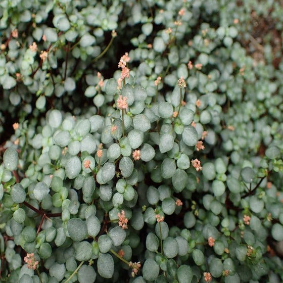 The pilea glauca produces white, delicate flowers.