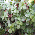 close up of the diminutive dark green leaves and red stems of the pilea glauca