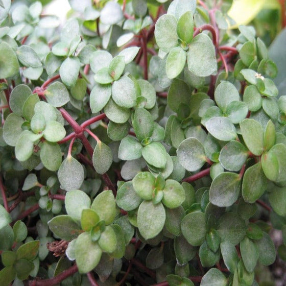 close up of the diminutive dark green leaves and red stems of the pilea glauca