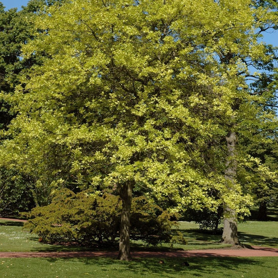 Green Pin Oak tree