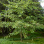 Small green pin oak tree