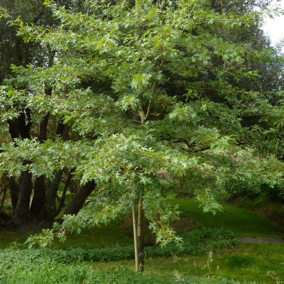 Small green pin oak tree