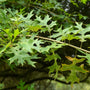 Close up of pin oak tree leaf