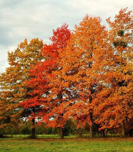 Pin Oak