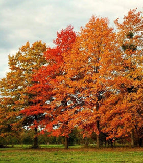 Pin Oak