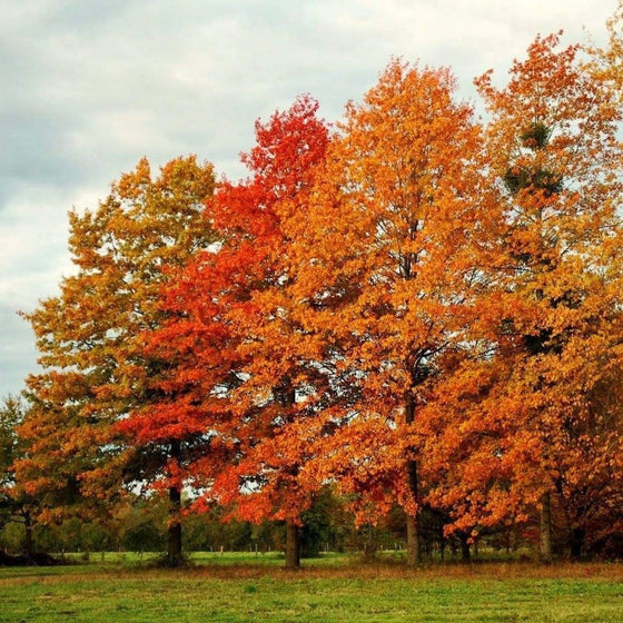 Pin Oak Tree