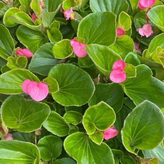 big leaf pink begonia vibrant green foliage