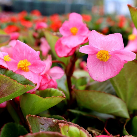 summer annual begonia pink flowers