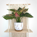pink aglaonema houseplant on top of a wooden macramé shelf