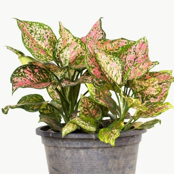 aglaonema dalmatian Pink Aglaonema Plants for Sale