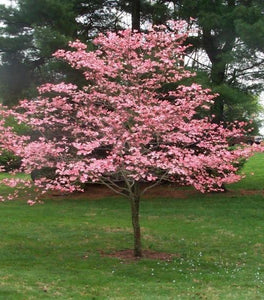 Pink Dogwood