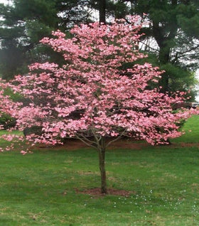 Pink Dogwood