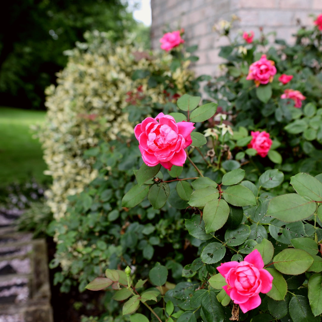 double knockout rose seeds Pink Double Knock Out® Rose