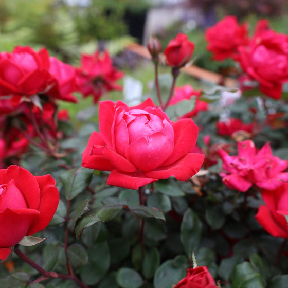 double pink knockout roses planted as a low hedge next to a water feature