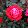 bright bubble gum pink petals on the double pink knockout rose with dark green serrated leaves