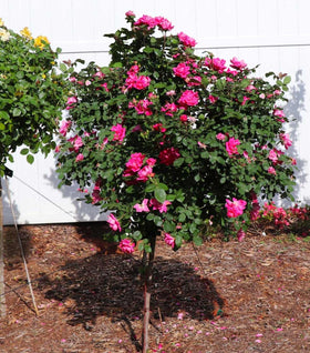 Pink Double Knock Out® Rose – Tree Form