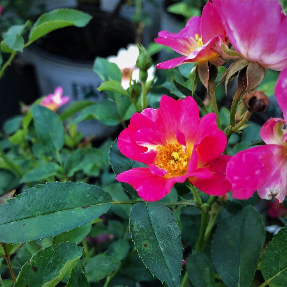 Pink Drift Rose For Sale | Garden Goods Direct