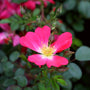 close up of the pink drift rose