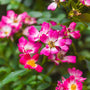 Pink Drift® Rose – Tree Form