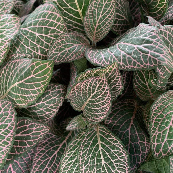 Pink Fittonia tropical house plant with bright pink veins for sale at Garden Goods Direct