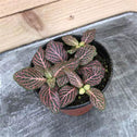 Pink fittonia nerve plant