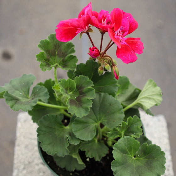 bold pink blooms for spring garden