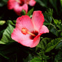 Pink Hibiscus