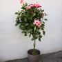 pink hibiscus tree