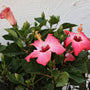 Pink Tropical Hibiscus Bush with pink bloom and green foliage