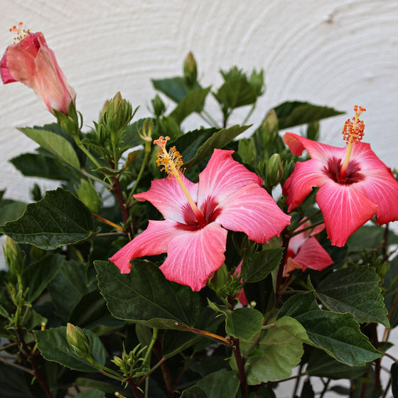 Pink Tropical Hibiscus Bush with pink bloom and green foliage