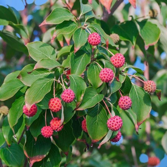 red berries of the pink kousa dogwood tree